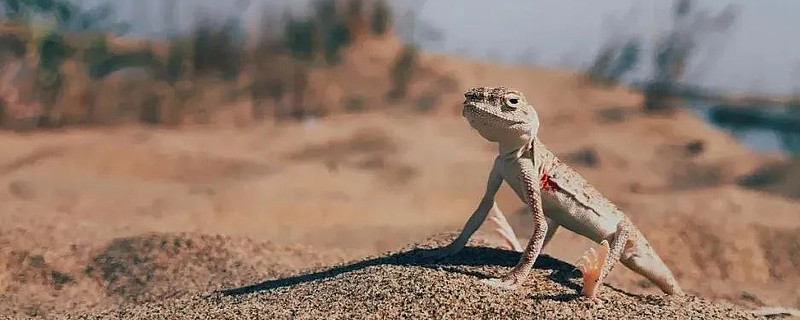 壹号娱乐模拟器赛地聚焦——欧篮联赛后热度飙升，里昂绝杀压哨，球迷炸锅，纪律约束更严格的简单介绍